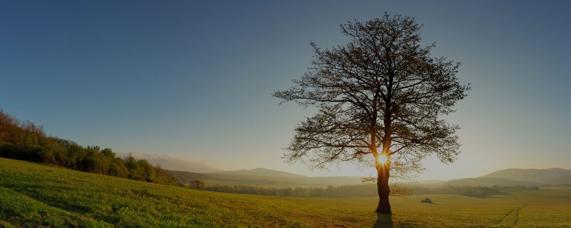 sun shining through a bare tree outside