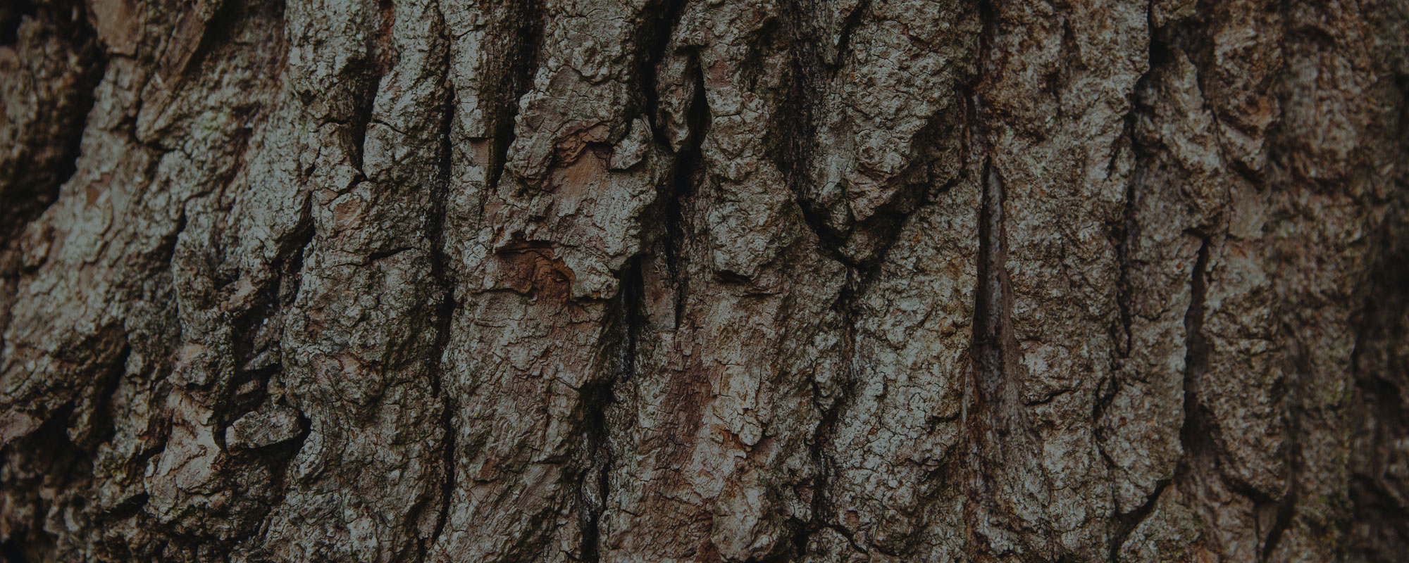 tree oak