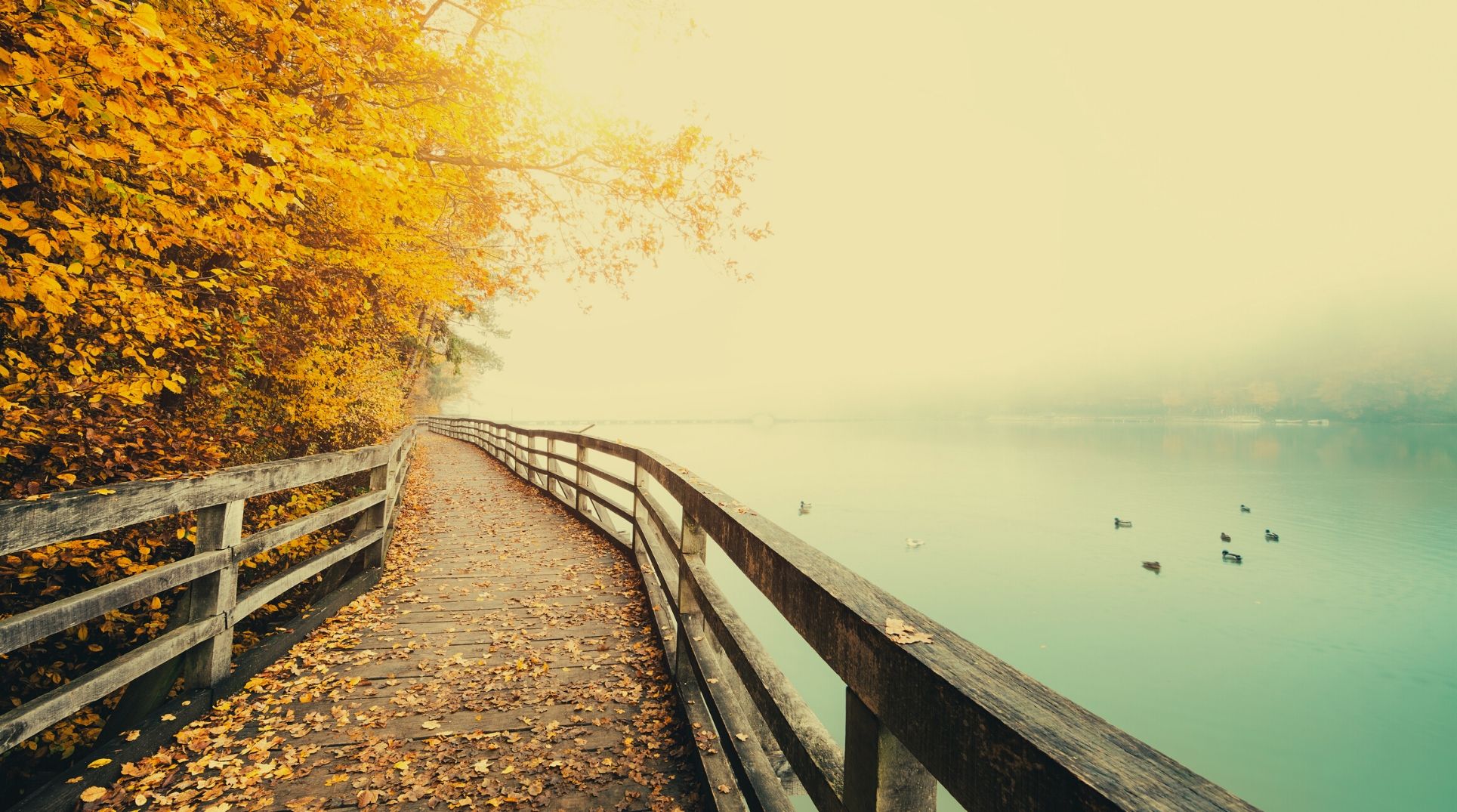 boardwalk next to lake