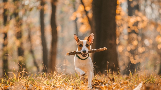 Dog running through the forest with a stick in its mouth