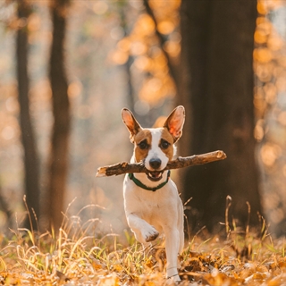 Dog running through the forest with a stick in its mouth