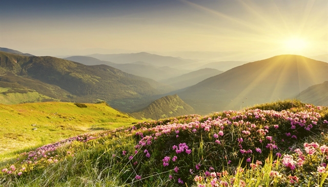 Sunny mountains with purple flowers