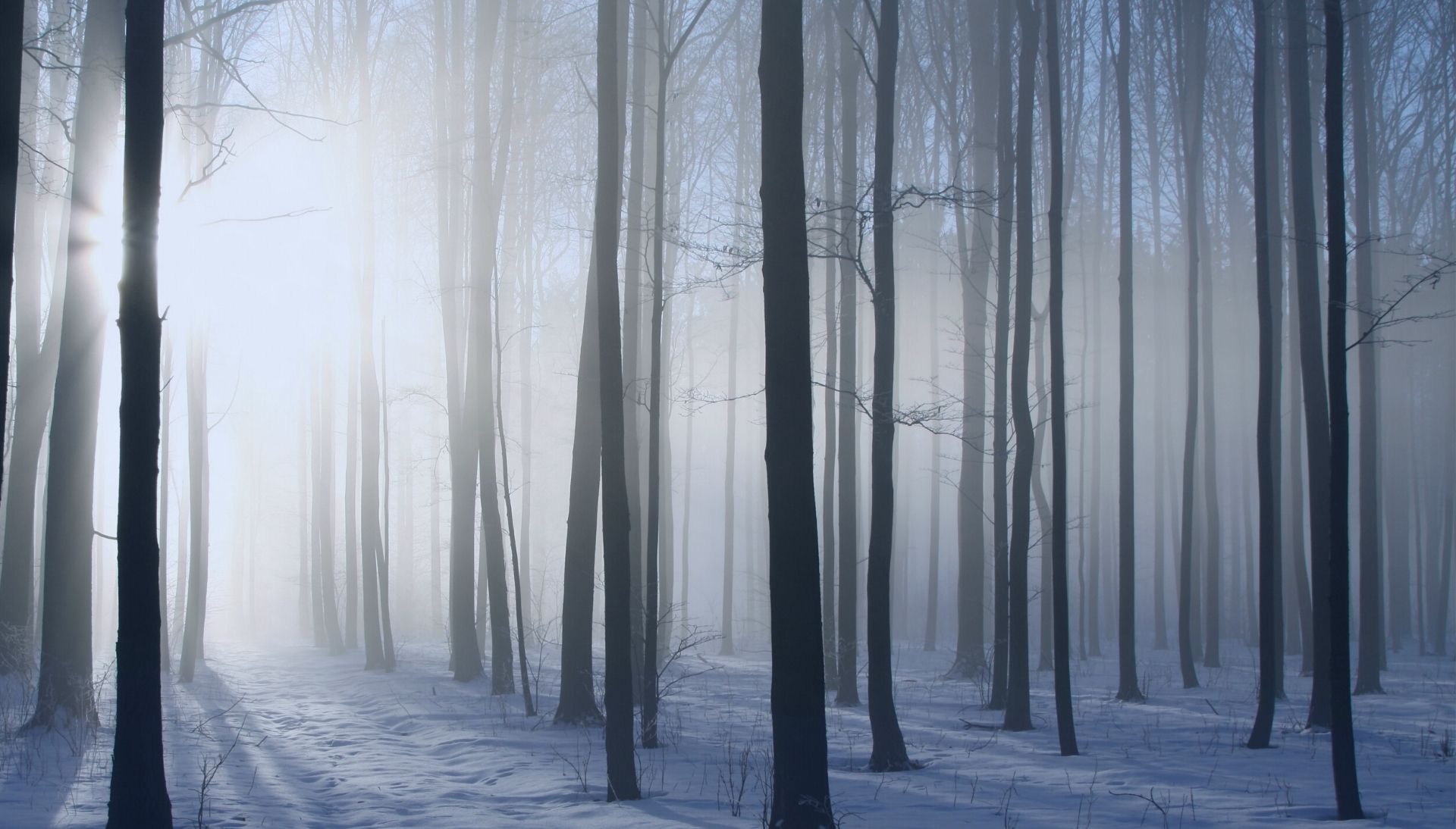 Snowy winter forest