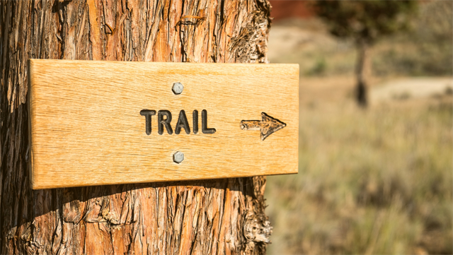 Wooden trail sign on a large tree in a sunlit forest