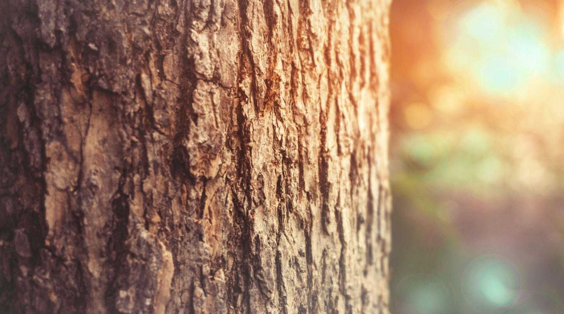 up close photo of tree in forest