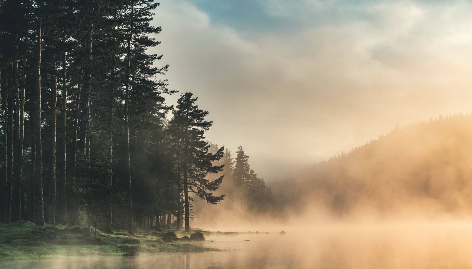 Photo of a forest with a misty lake next to it