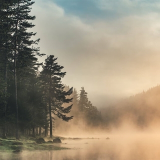 Photo of a misty lake on the edge of a green forest