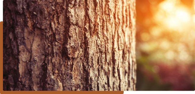 close up of tree trunk