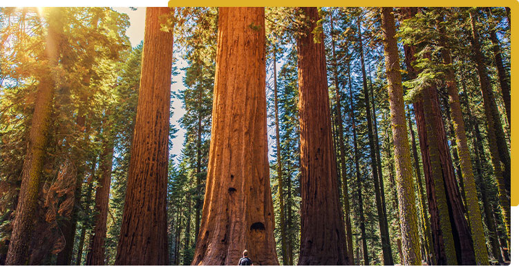 redwood forest with sunlight streaming through