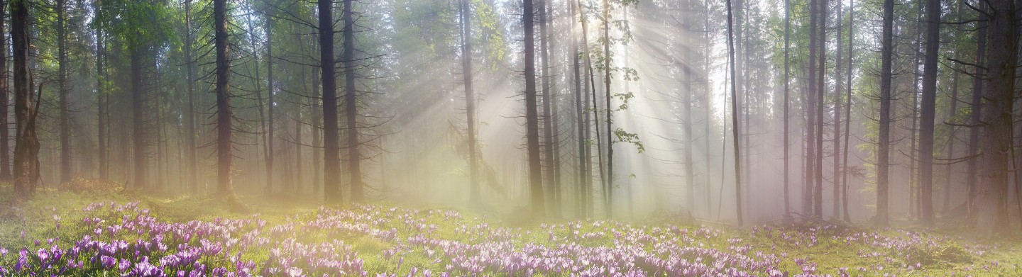 Purple flowers at the edge of a green wooded forest