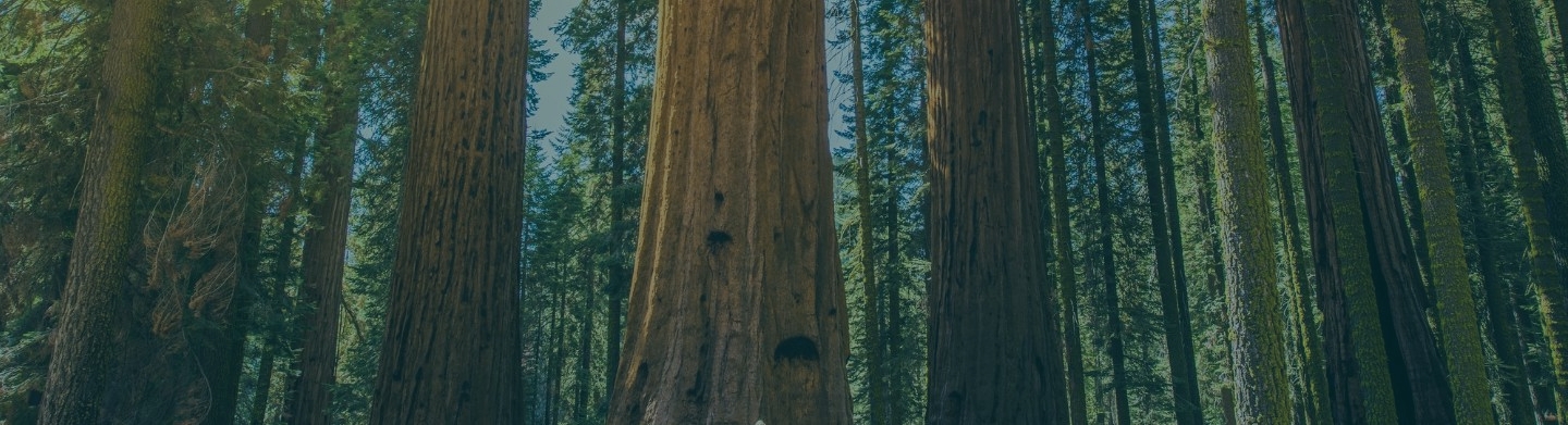 Redwood forest