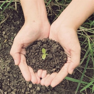 soil cupped in hands with a seedling
