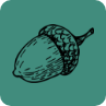 Hand-drawn acorn
