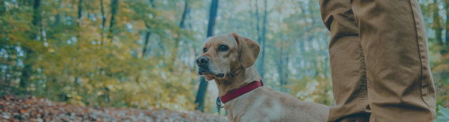 hiker with dog