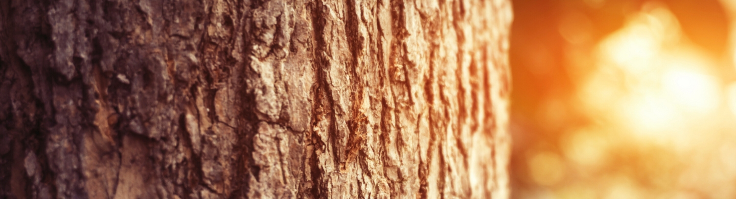 A sunlit oak tree trunk