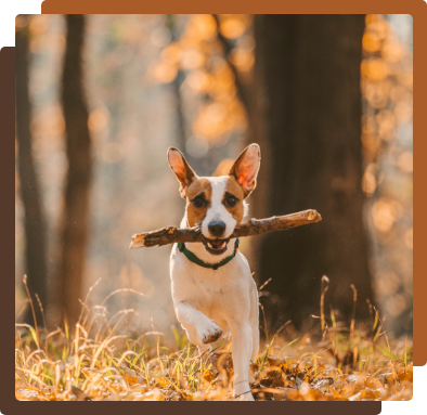 Dog running through the woods with a stick in its mouth