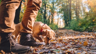 hiker in the woods with a dog