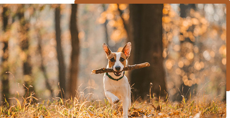 dog running in the woods with a stick