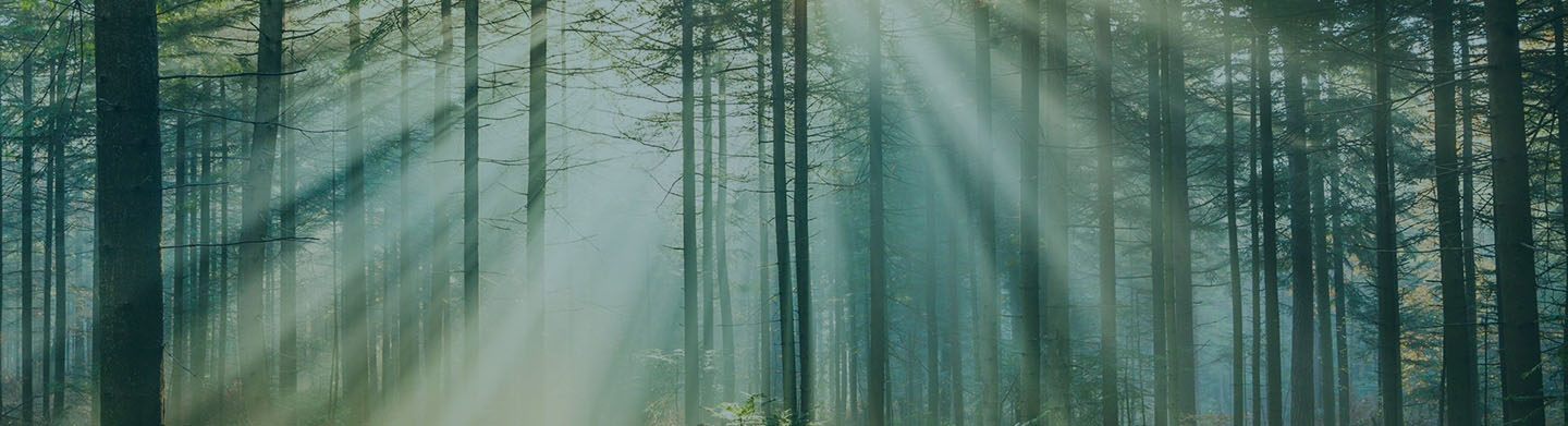sunlit forest